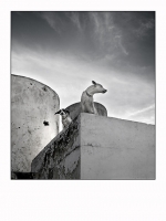 guardianes de la nada